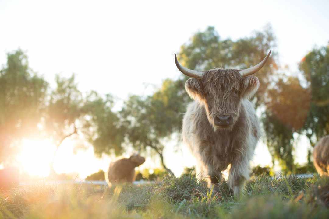  Unsere große kleine Farm