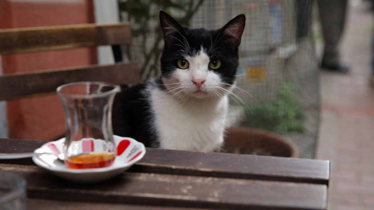  Kedi – Von Katzen und Menschen