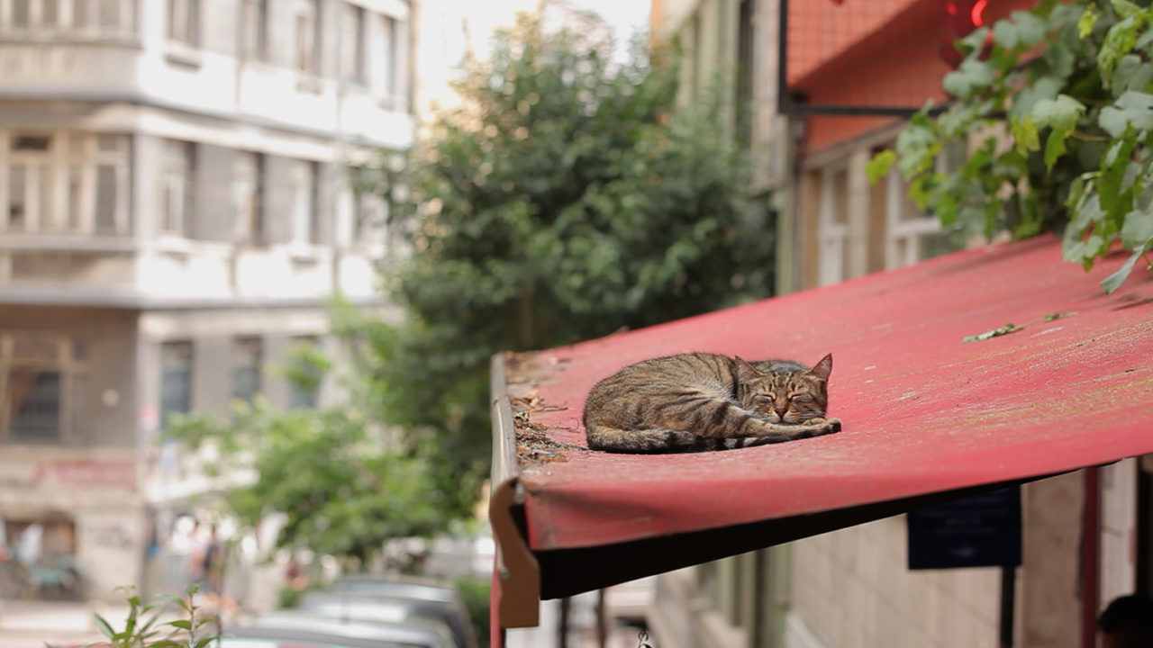  Kedi – Von Katzen und Menschen