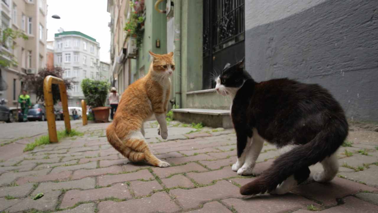  Kedi – Von Katzen und Menschen