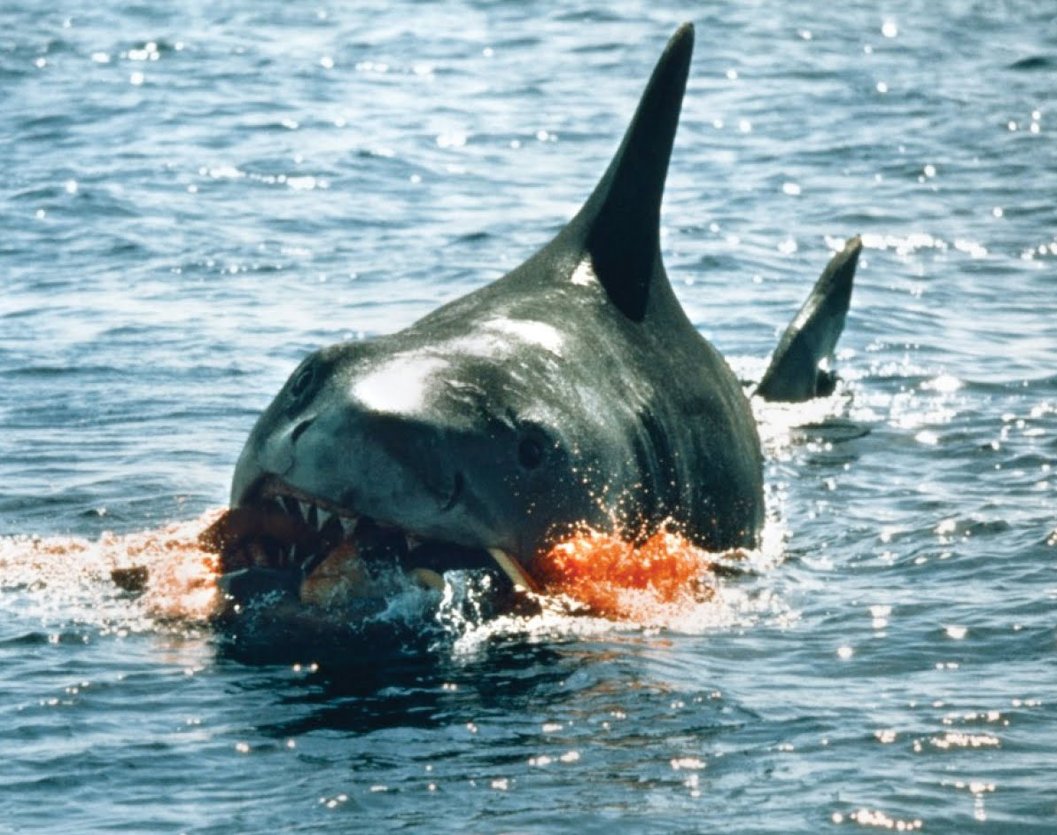 Die Legende Lebt! Spielbergs «Der Weiße Hai» Erobert Die Kinoleinwände – Von Nordsee Bis Bodensee! - eoblw4f