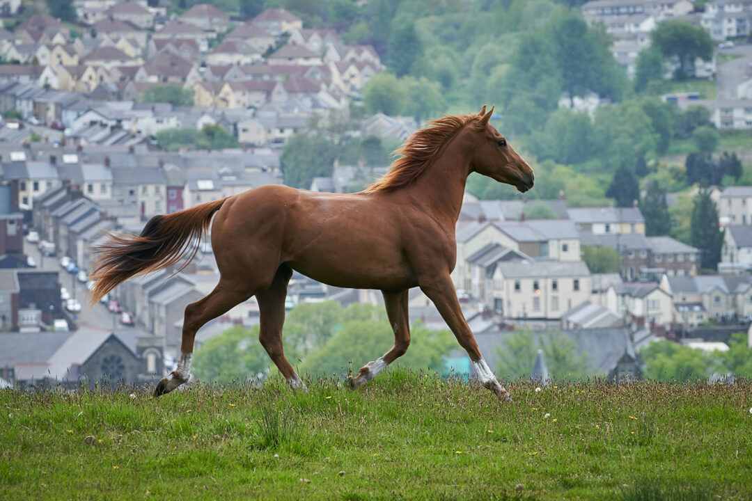  Dream Horse