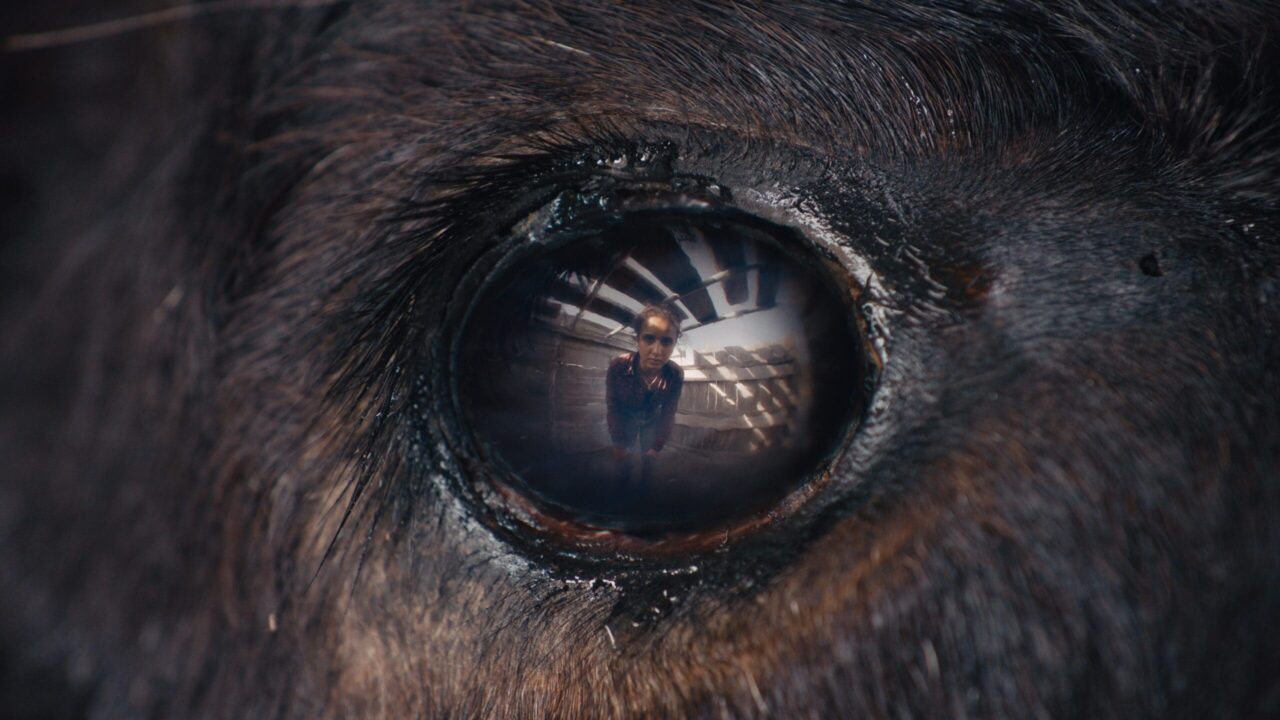  Animale