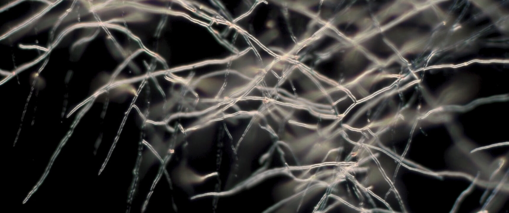 Elements Of(f) Balance