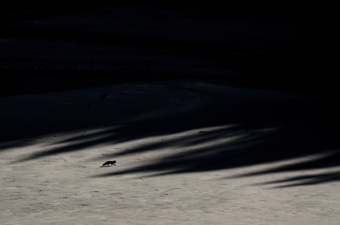  Das Flüstern der Wälder