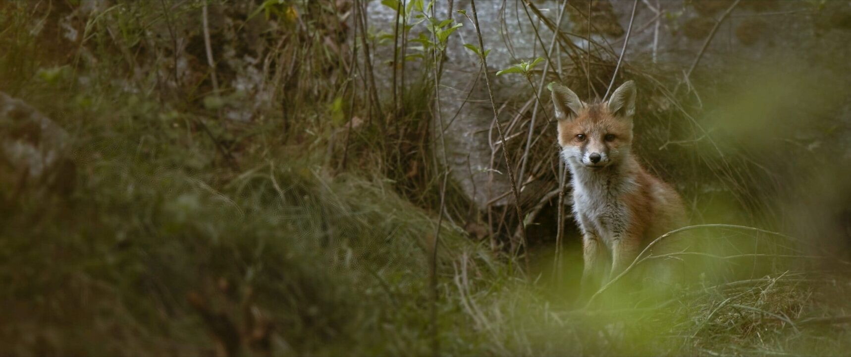  Das Flüstern der Wälder