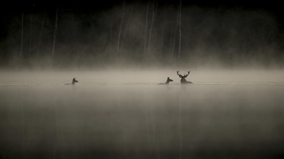  Das Flüstern der Wälder